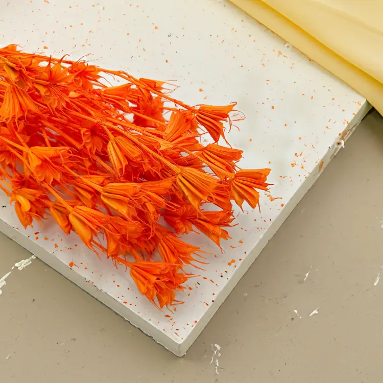 Nigella Orientalis czarnuszka orientalna pomaranczowa, brzoskwiniowa.png