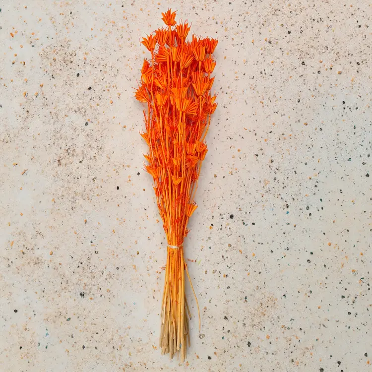 Nigella Orientalis czarnuszka orientalna pomaranczowa, brzoskwiniowa1.png