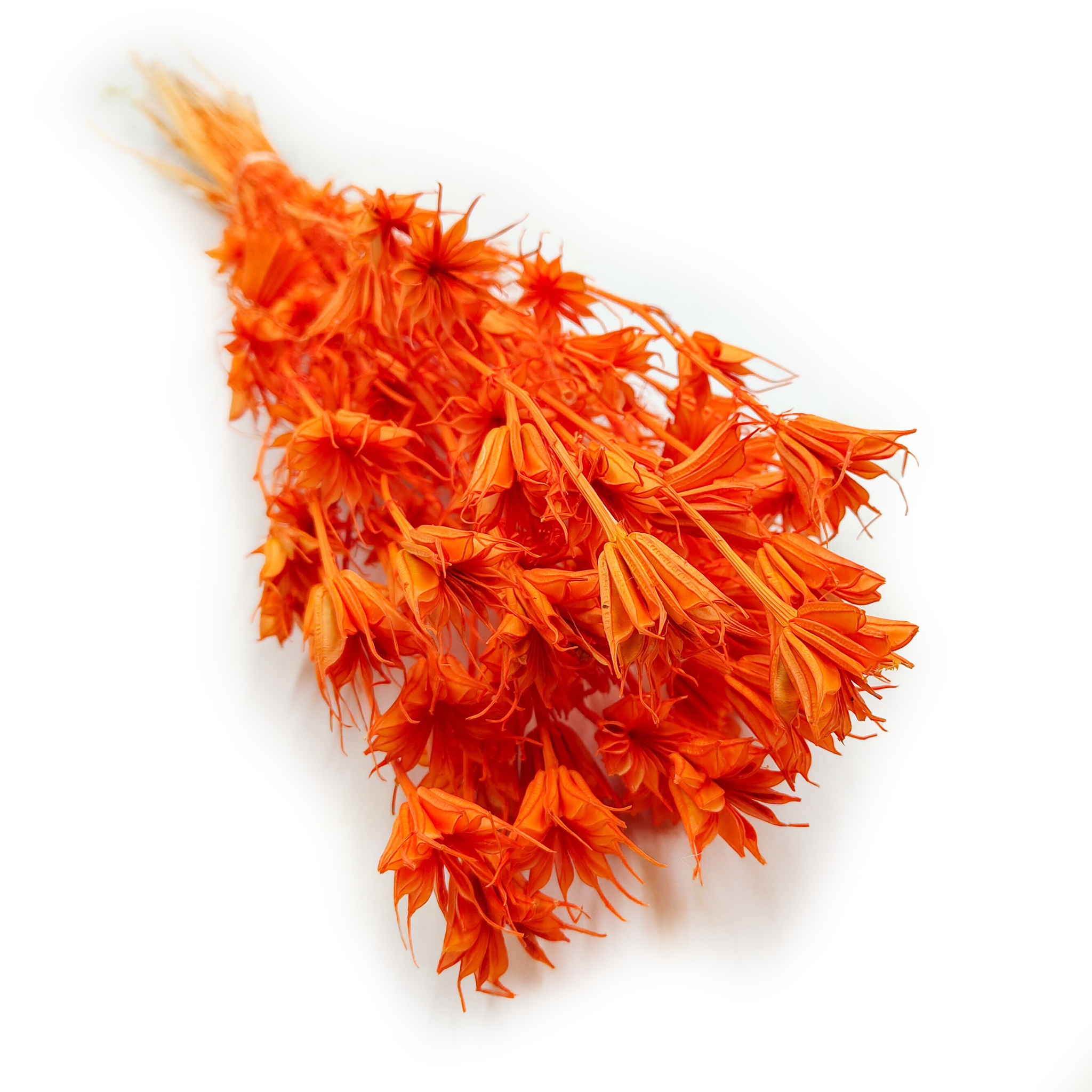 Dried Nigella - (Nigella Orientalis) - Peach