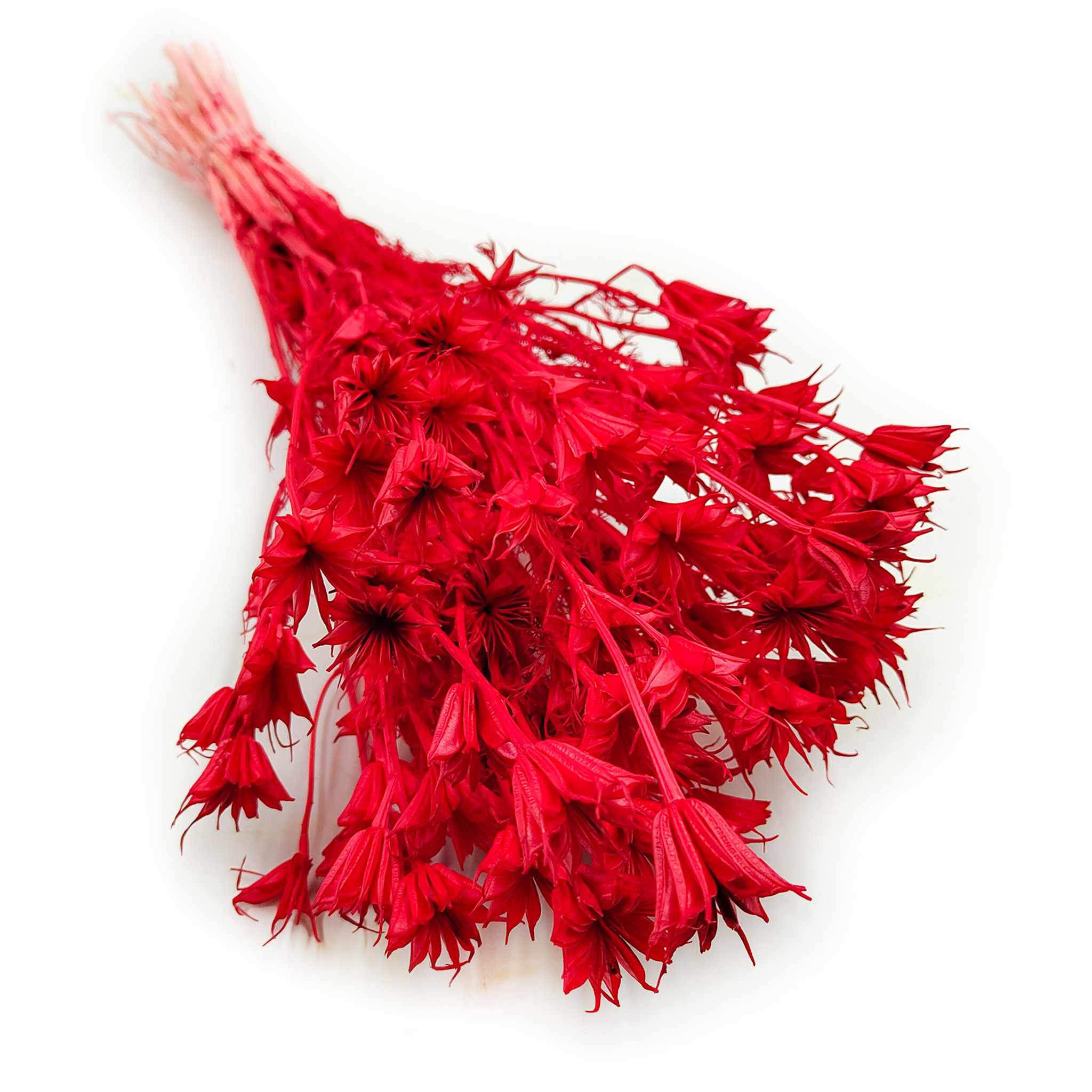 Dried Nigella - (Nigella Orientalis) - Red