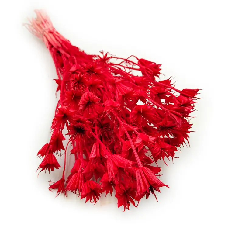 Suszona Nigella Orientalis czarnuszka orientalna czerwona okladka.png