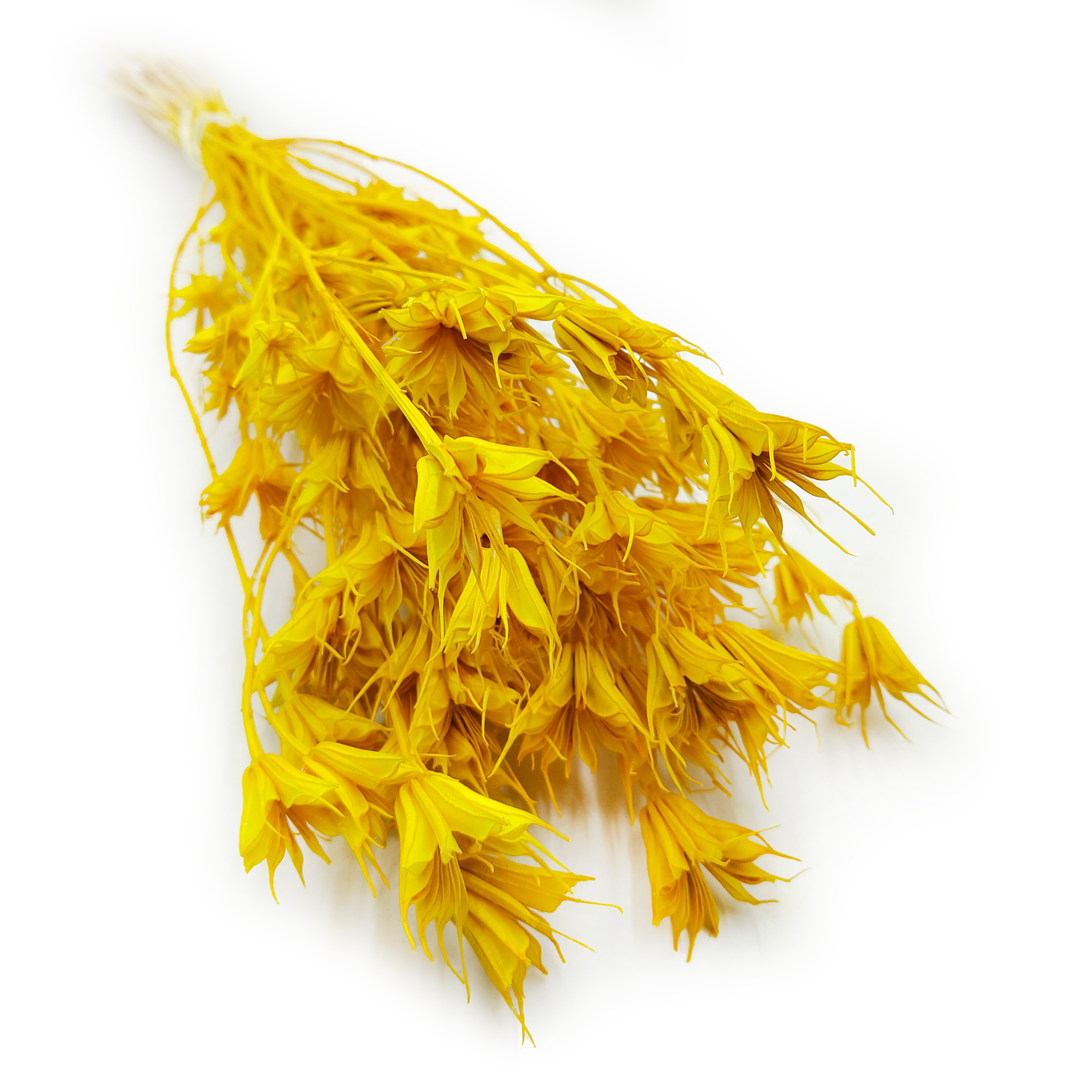 Dried Nigella - (Nigella Orientalis) - Yellow