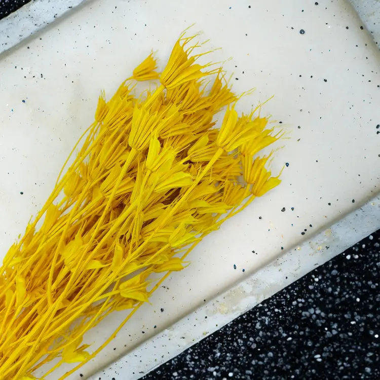 Nigella Orientalis czarnuszka orientalna zółta 2.png