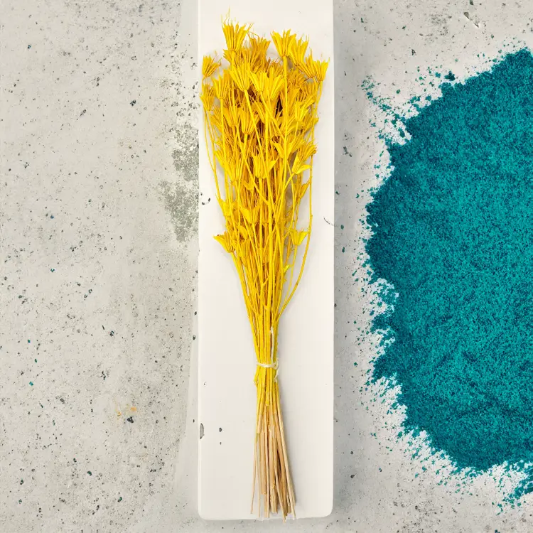 Nigella Orientalis czarnuszka orientalna zółta 3.png