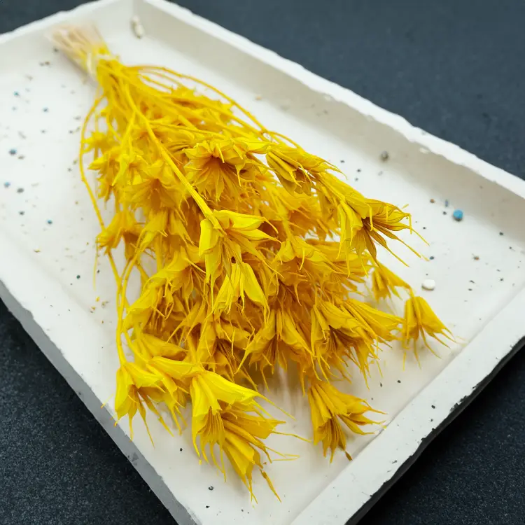 Nigella Orientalis czarnuszka orientalna zółta 4.png