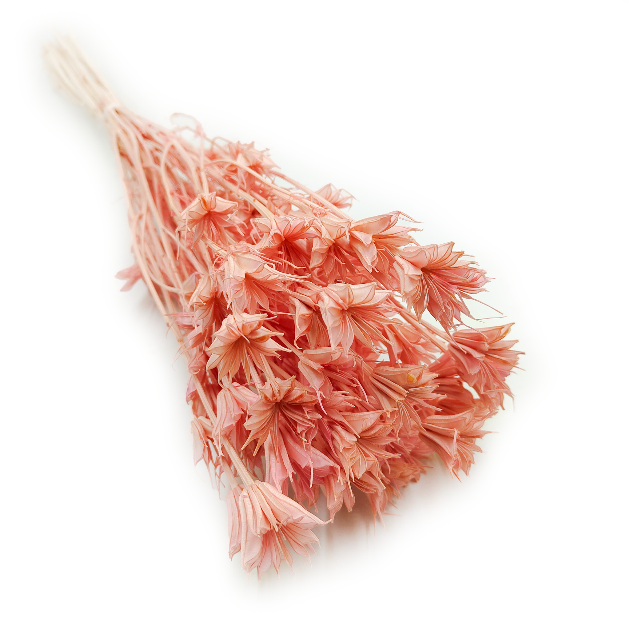Dried Nigella - (Nigella Orientalis) - Pink
