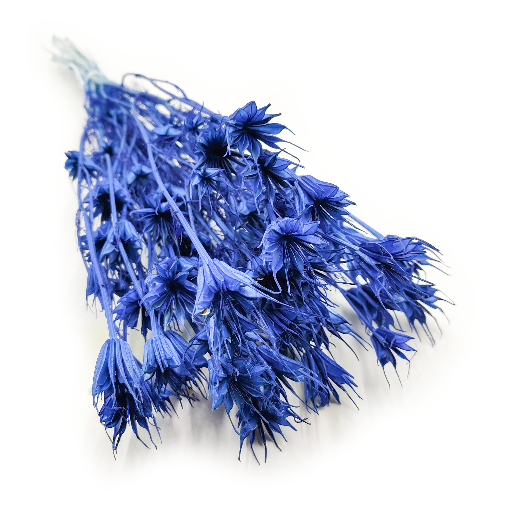 Dried Nigella - (Nigella Orientalis) - Blue