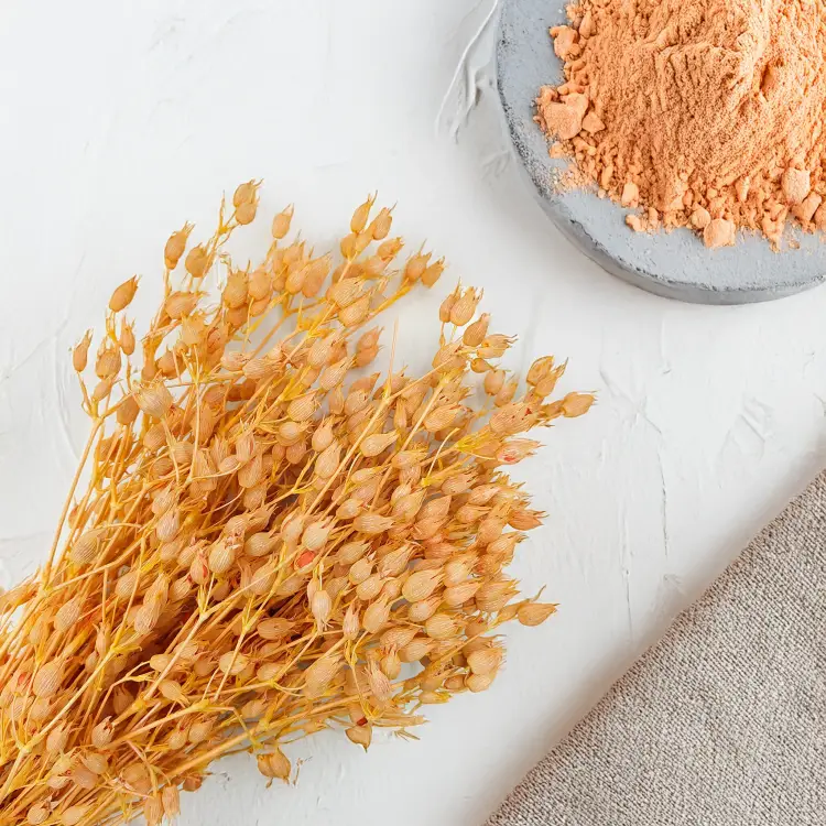 Silene lepnica rozdęta suszone brzoskwiniowe.png