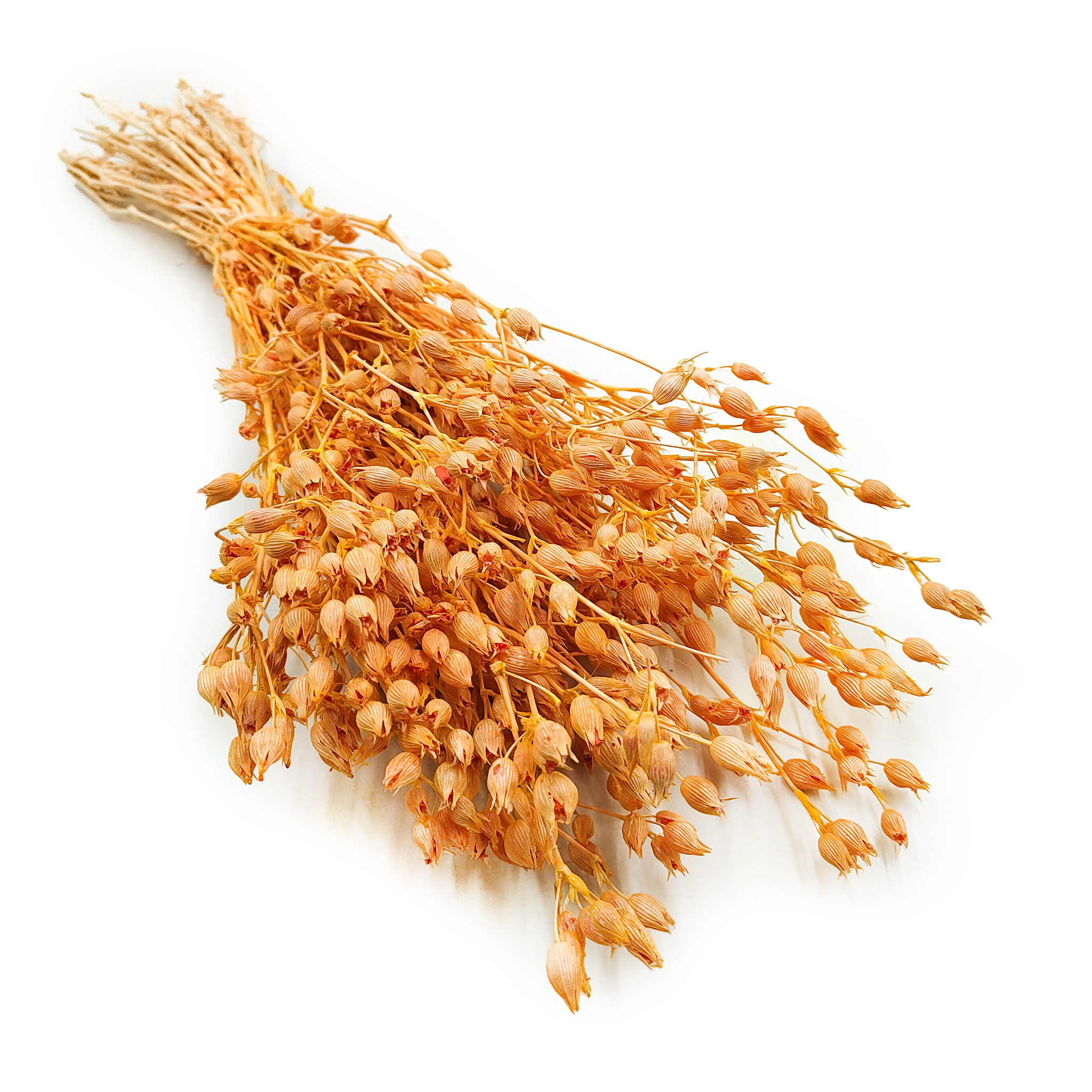 Bladder Campion - (Silene) - Peach