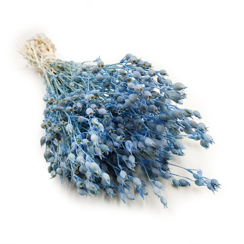 Silene lepnica rozdęta suszone niebieskie4.png