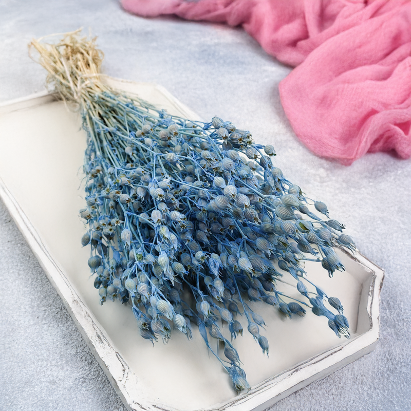 Silene lepnica rozdęta suszone niebieskie3.png