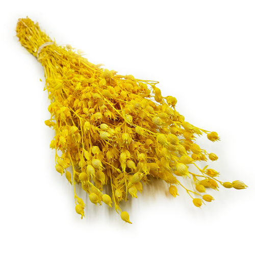 Silene lepnica rozdęta suszone zolte okl.png