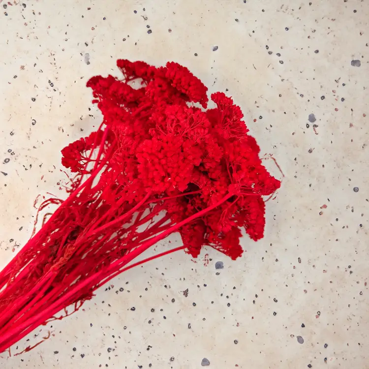 Suszona Achillea Krwawnik Czerwony.png