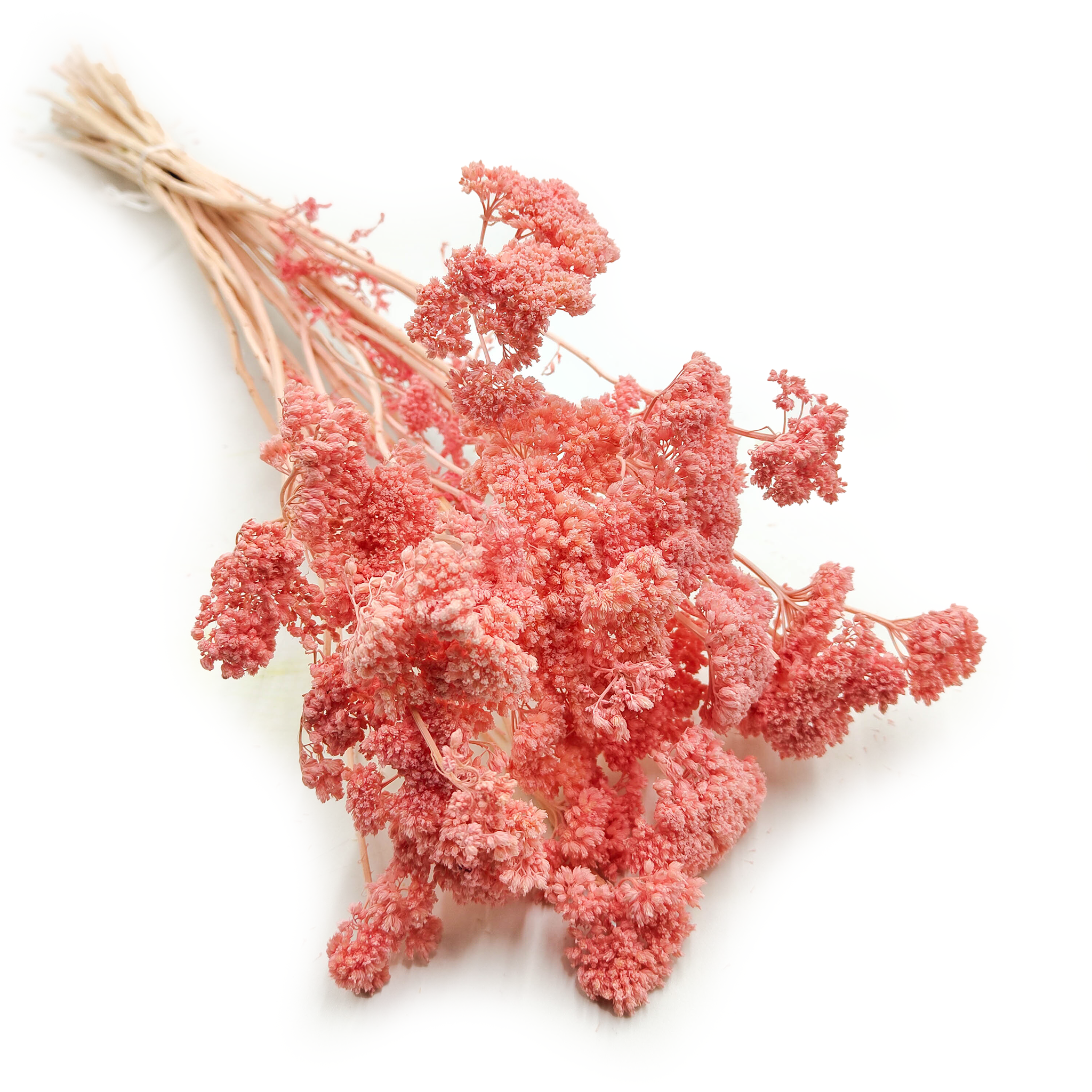 Dried Yarrow - Achillea - Pink