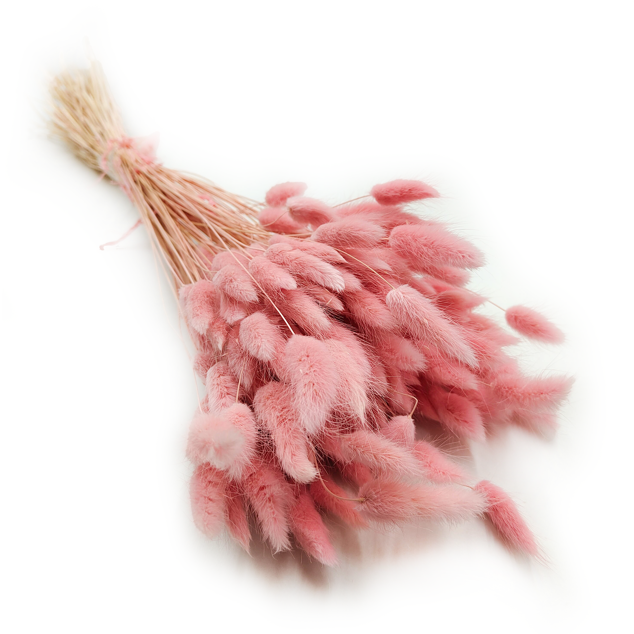 Dried Bunny Tails (Lagurus) - Pink
