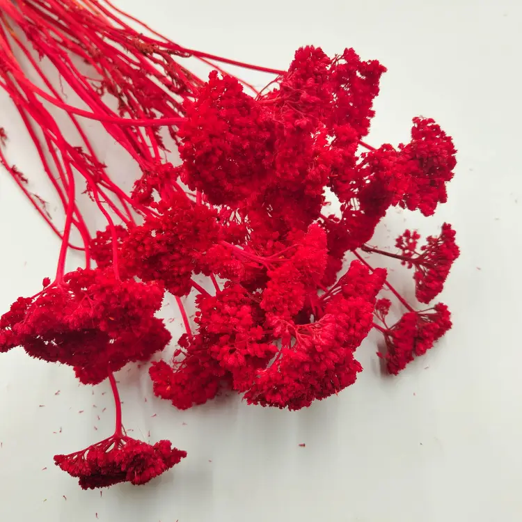 krwawnik czerwony Achillea suszona1.png