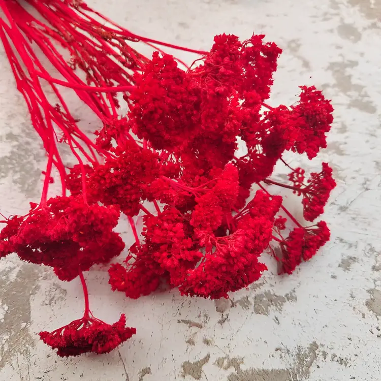 krwawnik czerwony Achillea suszona2.png