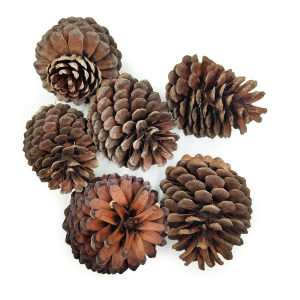 Pine Cone Maritima XXL - Natural - 6 pcs