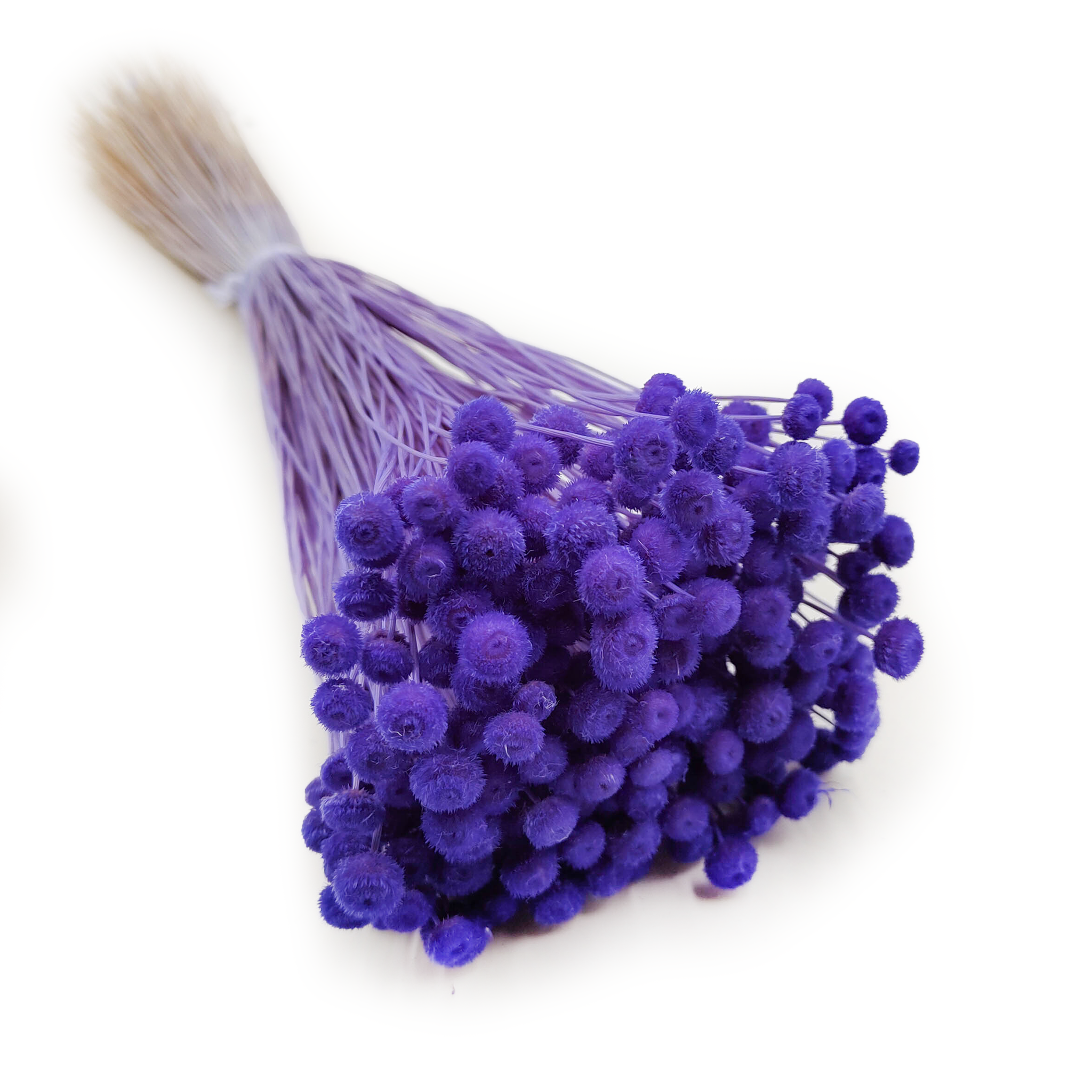 Botao Amarelino - (Amarelinho) - Deep Lavender