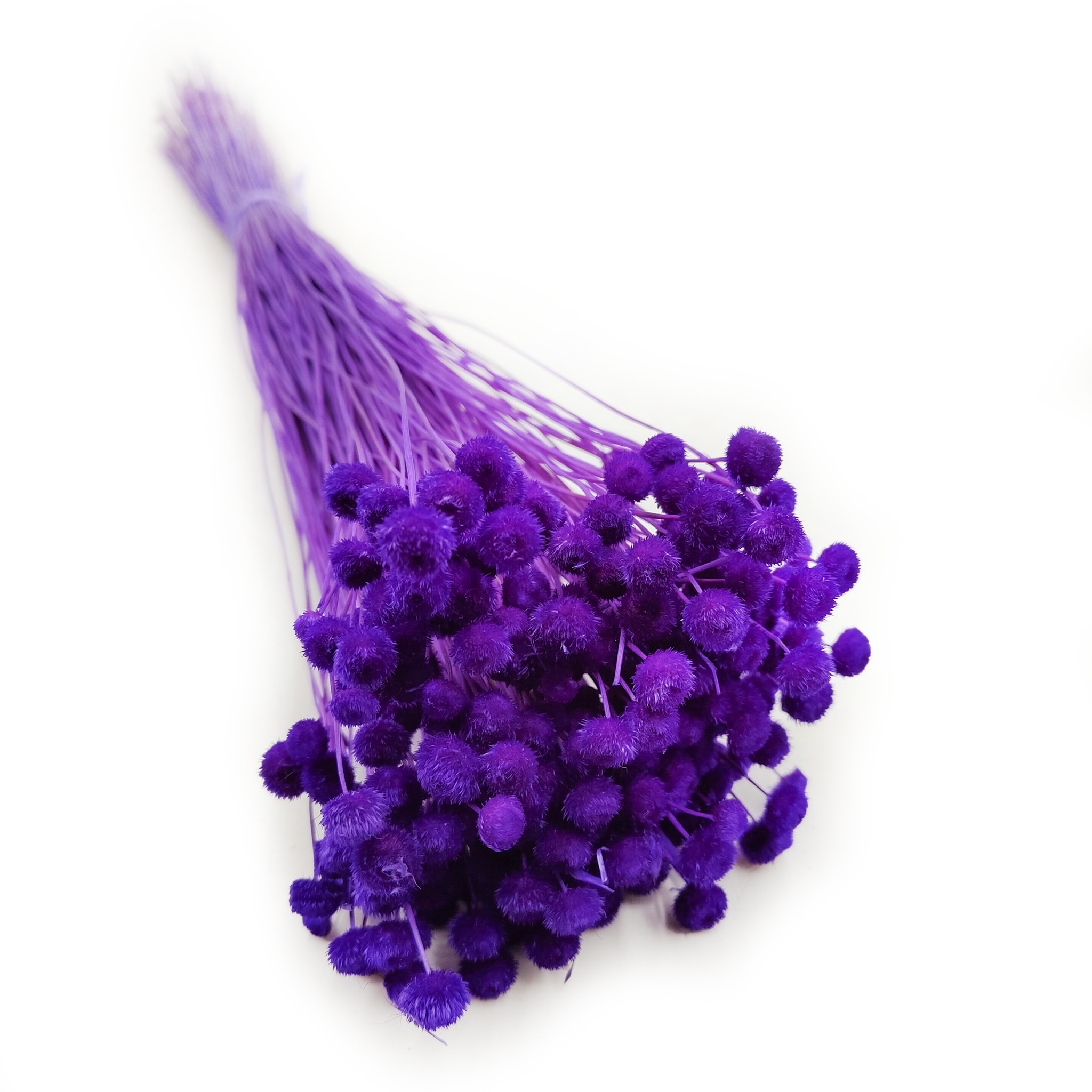 Botao Amarelino - (Amarelinho) - Purple