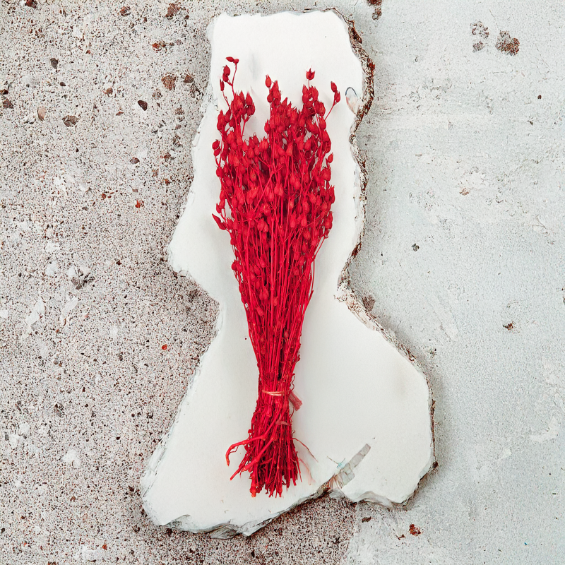 Silene suszone czerwone lepnica rozdęta zbl2.png