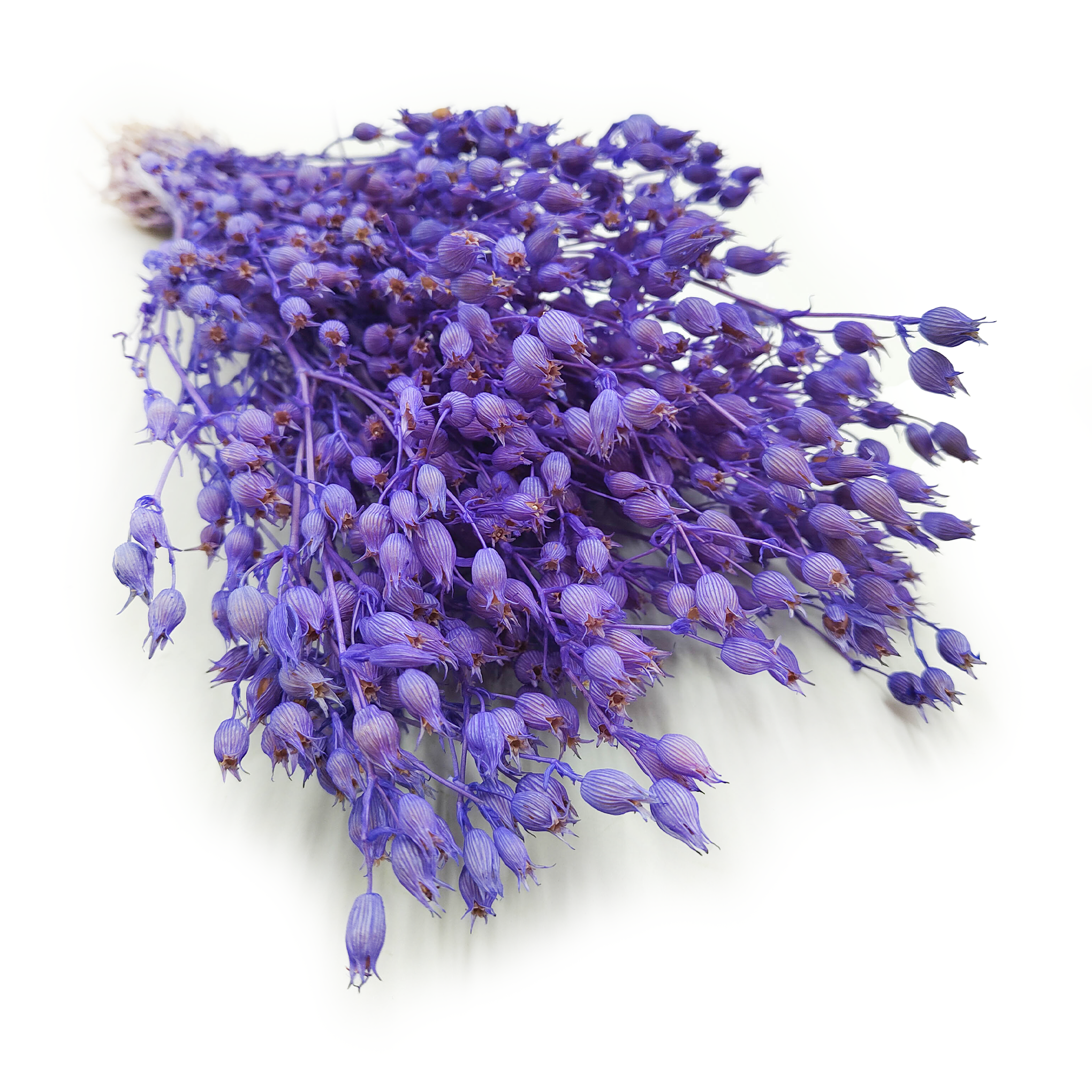 Bladder Campion - (Silene) - Lavender