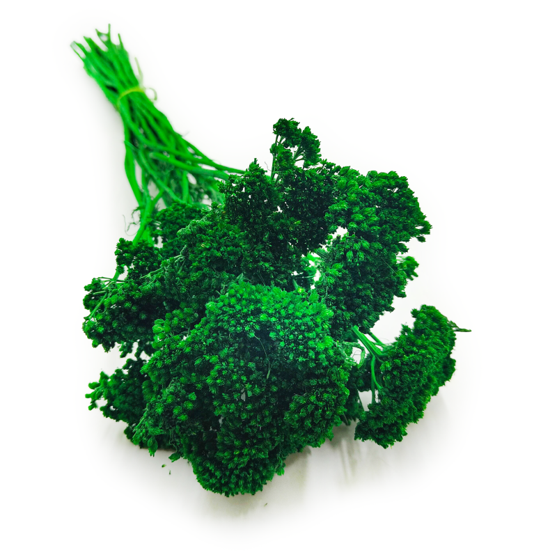 Krwawnik achillea suszony zielony okladka.png