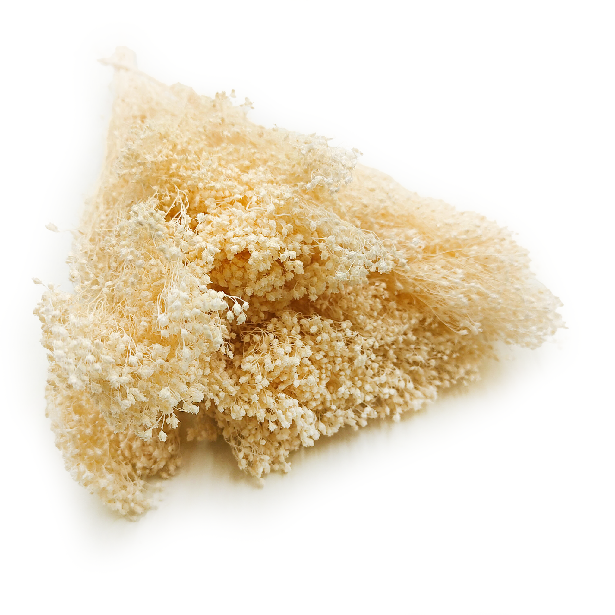 Broom Bloom (Cytisus Scoparius) – Bleached