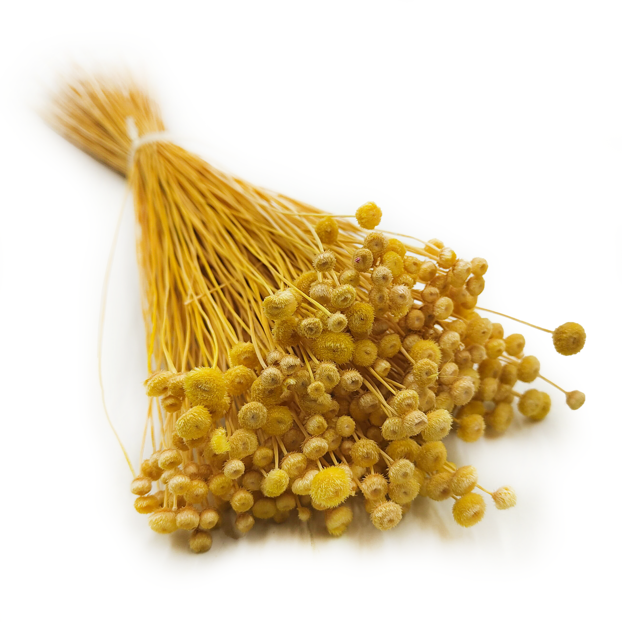 Botao Amarelino - (Amarelinho) - Yellow