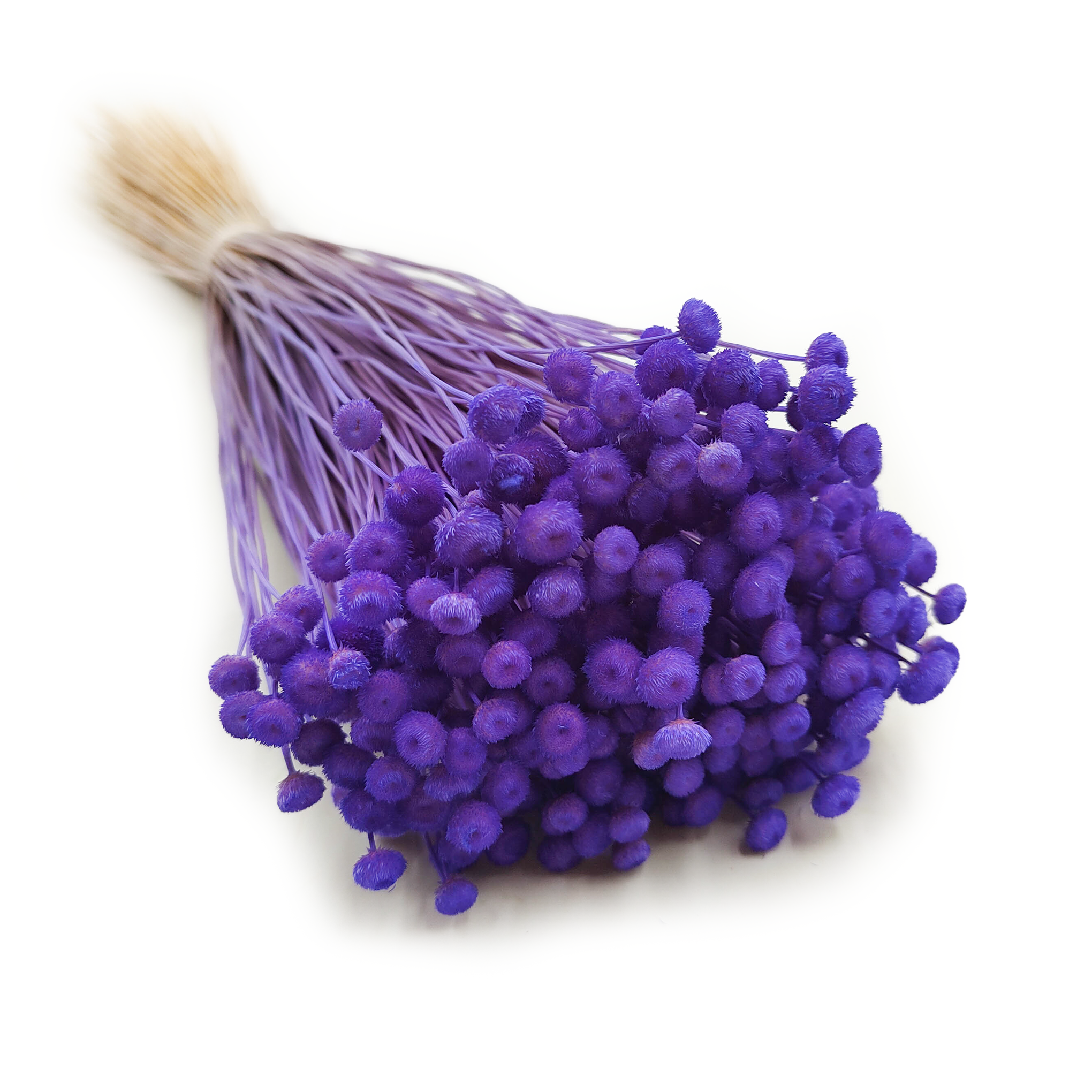 Botao Amarelino - (Amarelinho) - Cornflower Violet