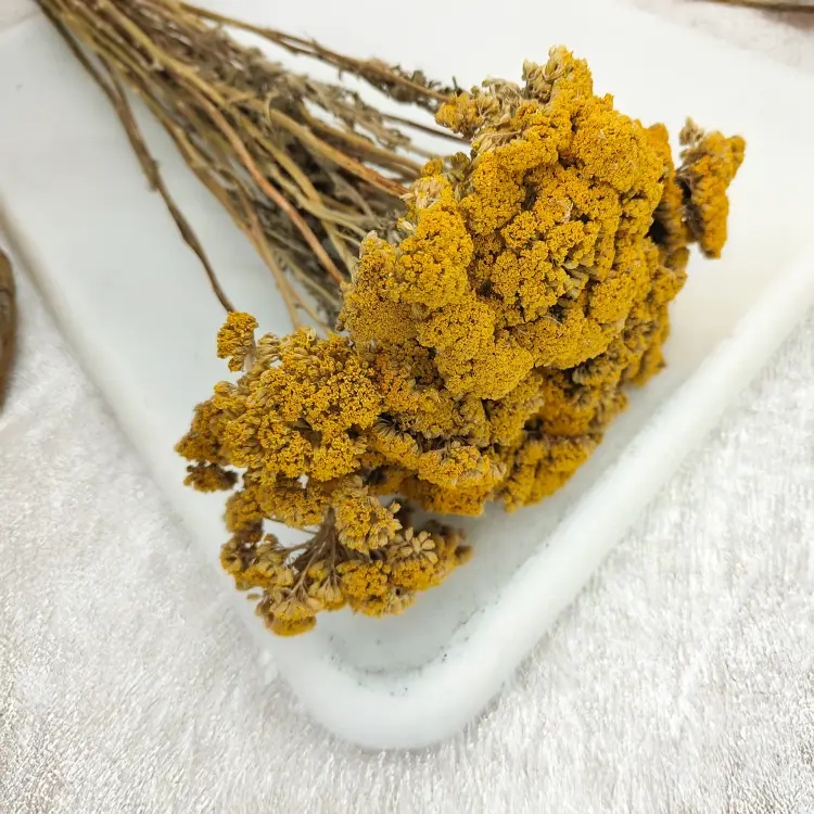 Krwawnik zółty naturalny suszony achillea zbl1.png