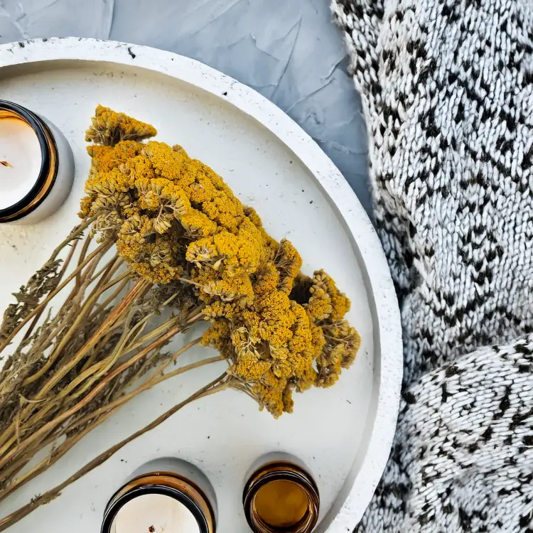 Krwawnik zółty naturalny suszony achillea zbl2.png