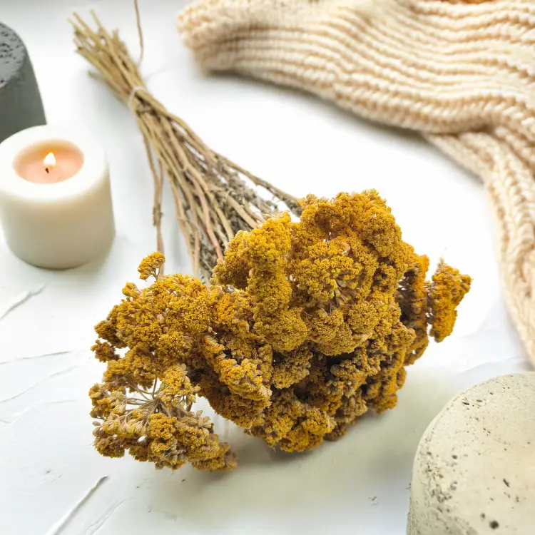 Krwawnik zółty naturalny suszony achillea zbl4.png