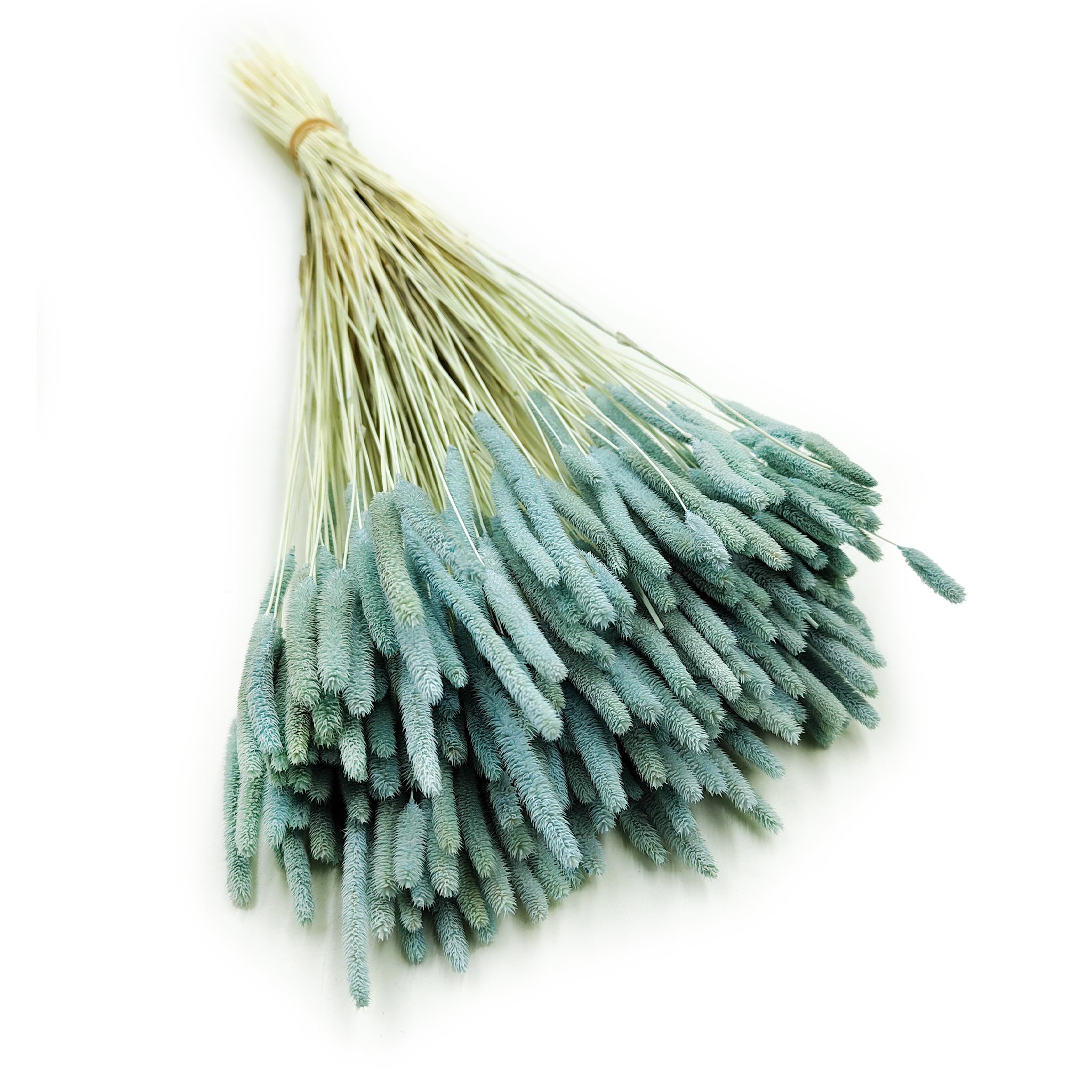 Dried Timothy Grass - Mint