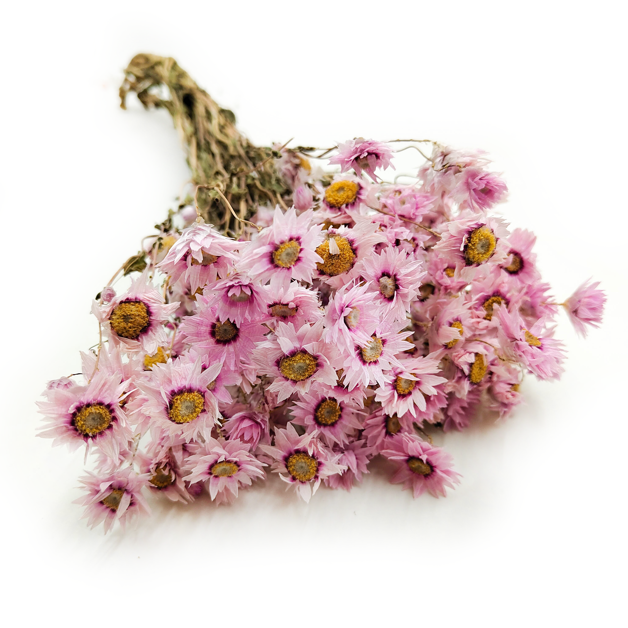 Dried Mangles' Rhodanthe - Everlasting Flower - (Rhodanthe) - Pink