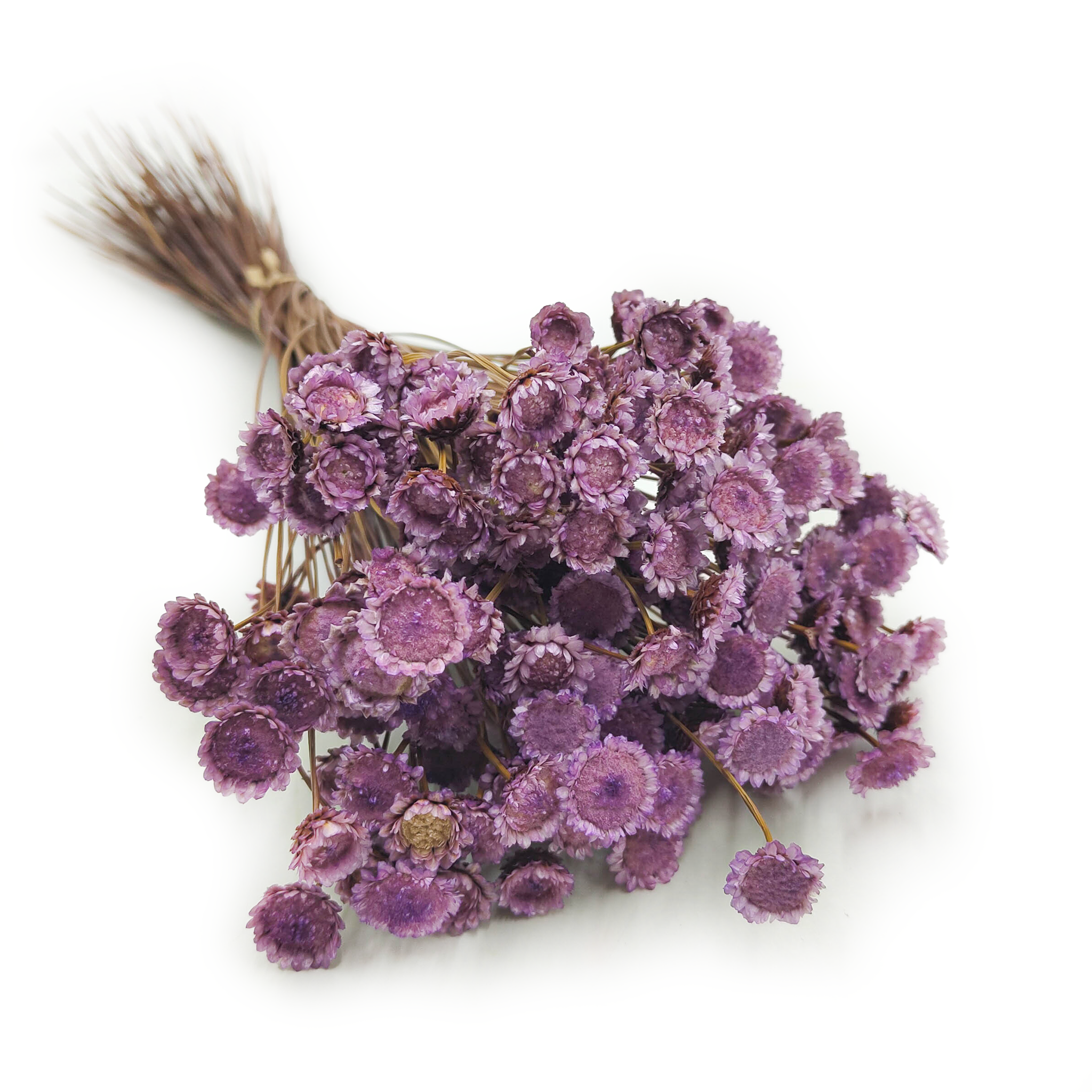 Dried Glixia BIG (Comanthera) – Lavender