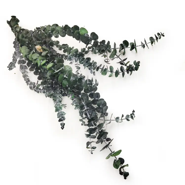 Eukaliptus baby5.png