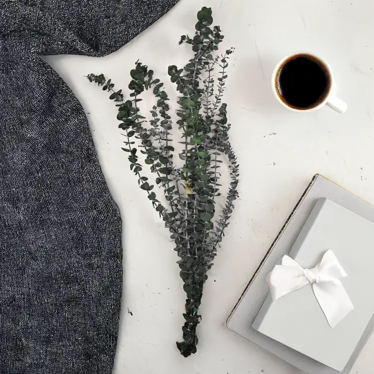 Eukaliptus baby2.png