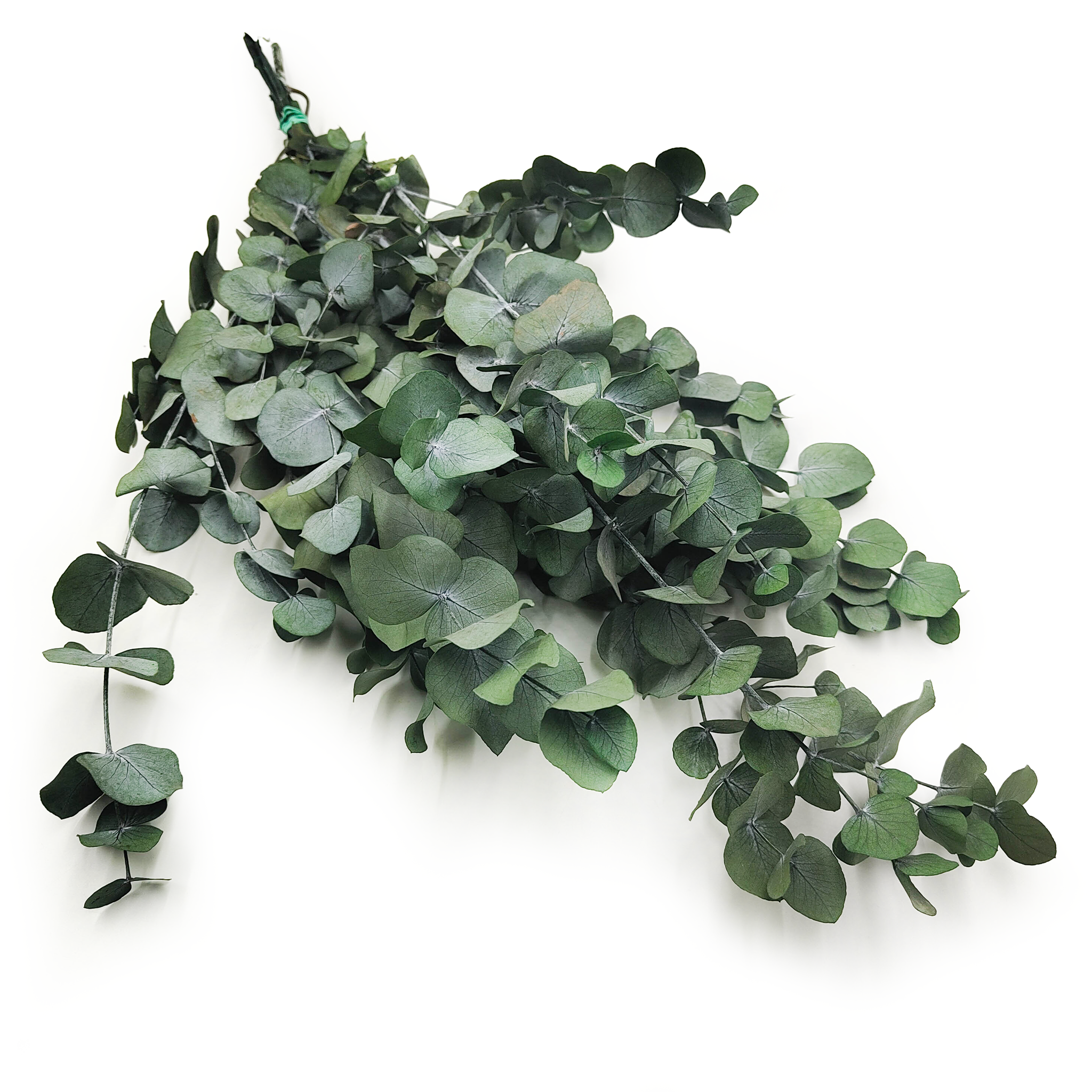 Stabilized Eucalyptus - Espiral - Green