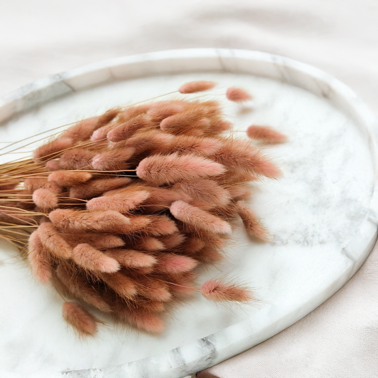 Lagurus Suszony dmuszek jajowaty Antyczny roz3.png