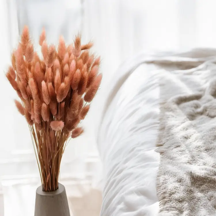 Lagurus Suszony dmuszek jajowaty Antyczny roz6.png