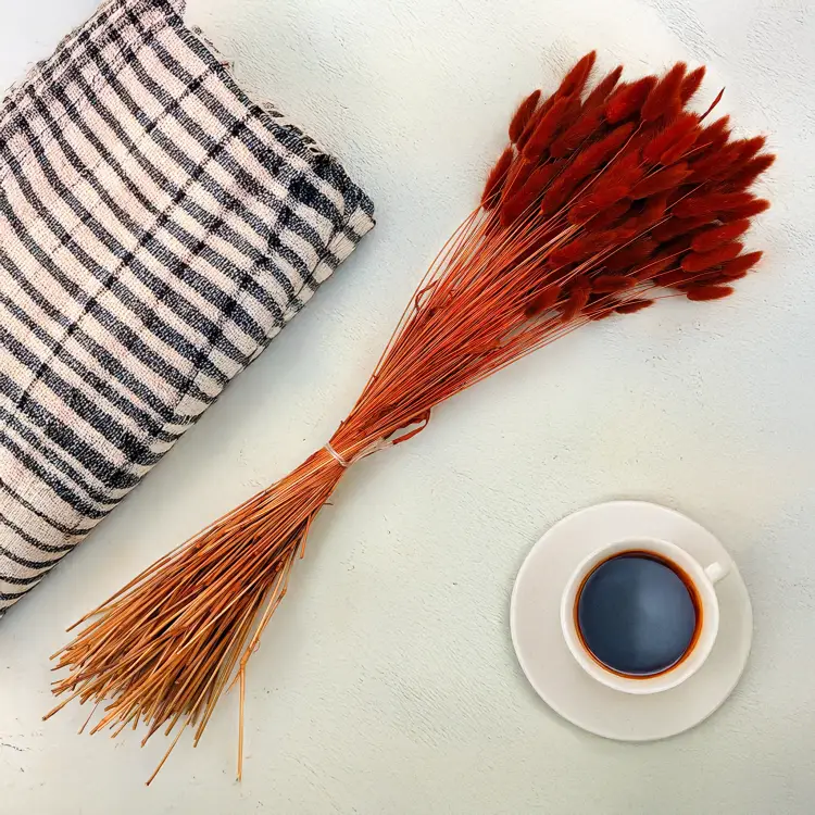 Lagurus Suszony dmuszek jajowaty Brązowy 2.png