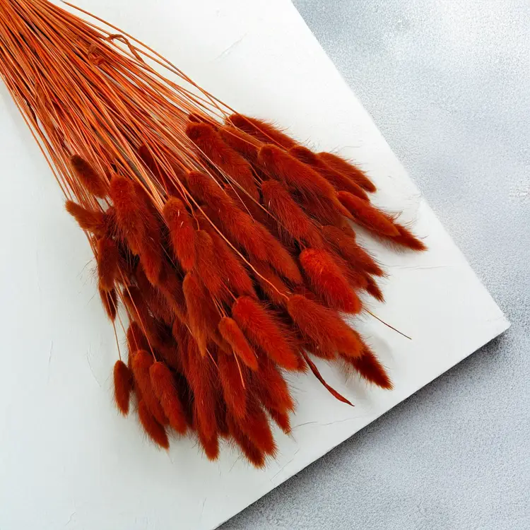 Lagurus Suszony dmuszek jajowaty Brązowy 3.png