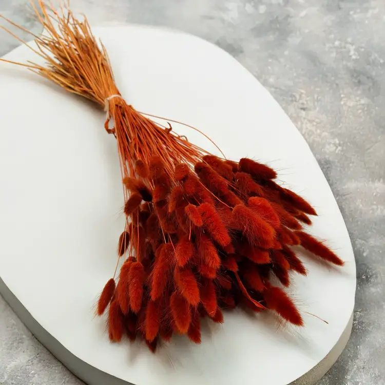 Lagurus Suszony dmuszek jajowaty Brązowy 5.png