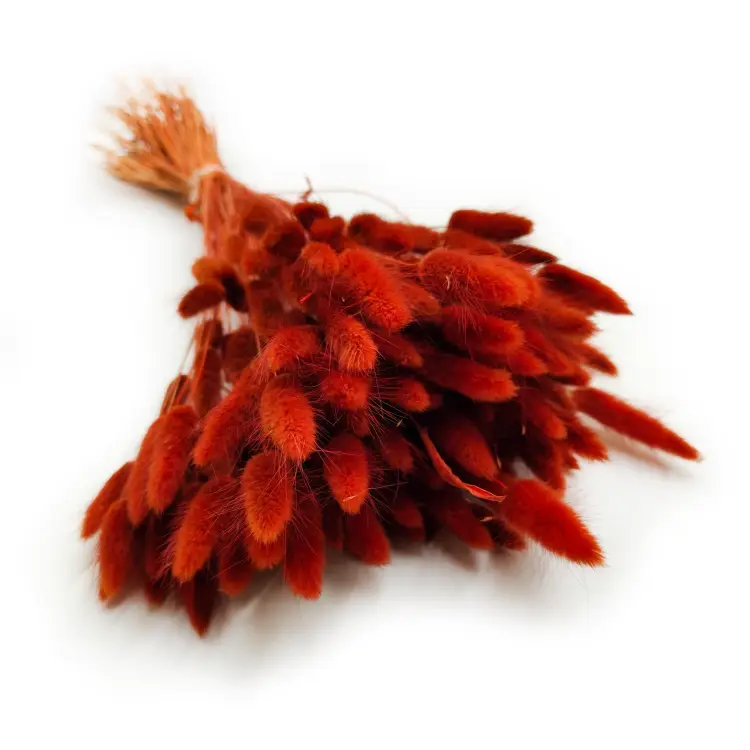 Lagurus Suszony dmuszek jajowaty Brązowy 6.png