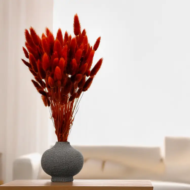 Lagurus Suszony dmuszek jajowaty Brązowy.png