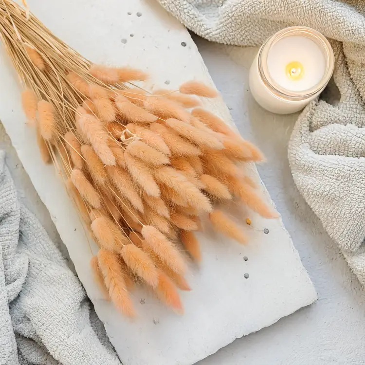 Lagurus Suszony dmuszek jajowaty Brzoskwiniowy 6.png