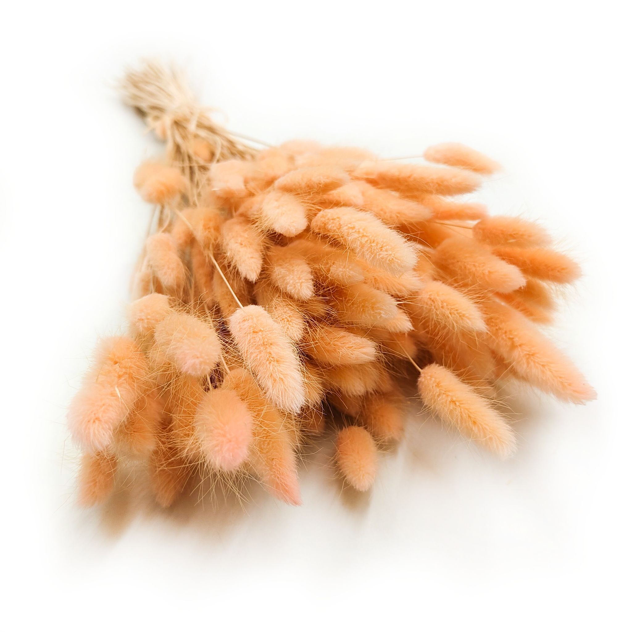Dried Bunny Tails (Lagurus) - Peach