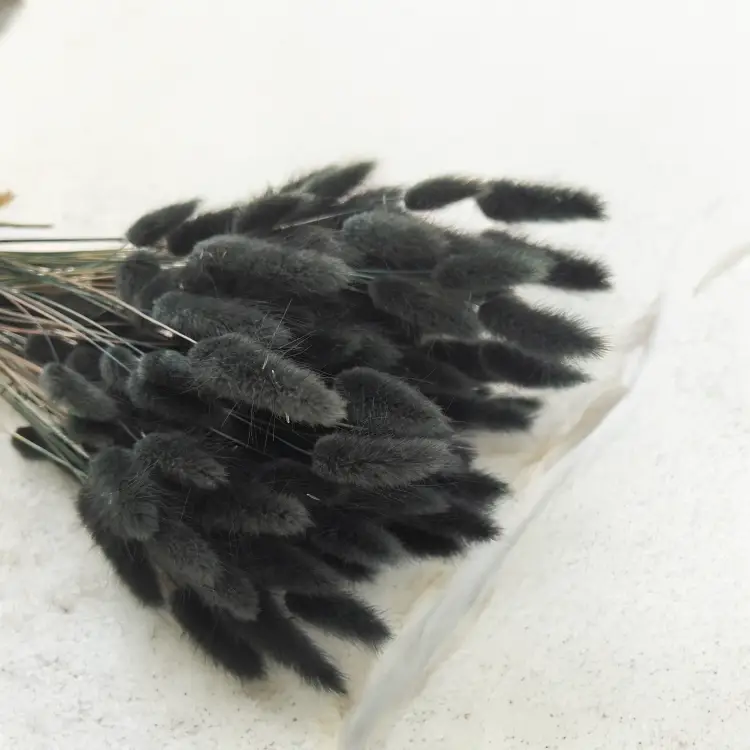 Lagurus Suszony dmuszek jajowaty Czarny 3.png