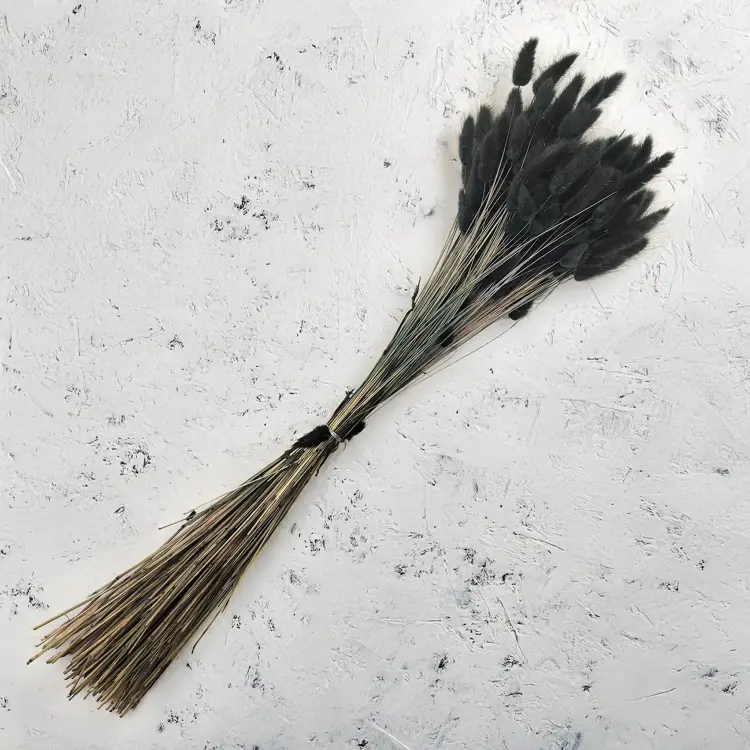 Lagurus Suszony dmuszek jajowaty Czarny 4.png